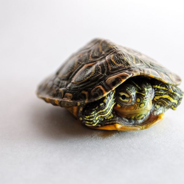 turtle-2559612_1280 turtle-2559612_1280